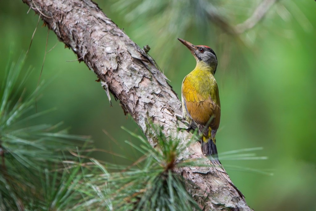 Đòn bẩy cho du lịch sinh thái có trách nhiệm
